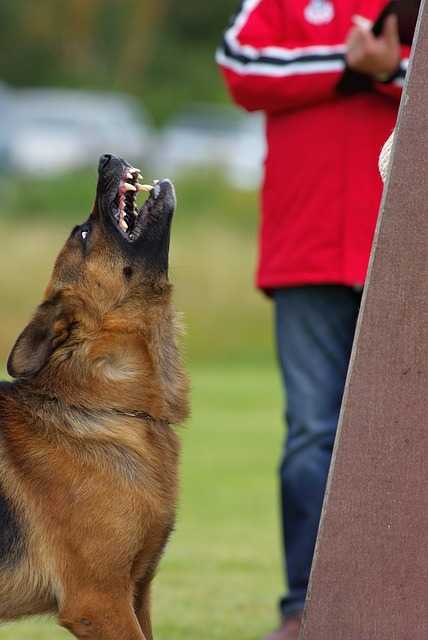 chien agent de sécurité